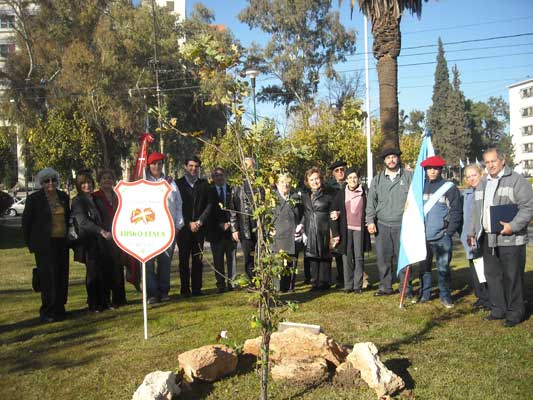 San Juango haritza 2013 01