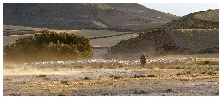 Sheep Herd In the Bardenas
