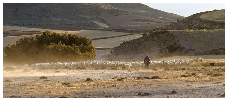 A flock of sheep entering Bardeak or Bardenas, a traditional spectacle that is about to be lost (photo David Busto Méndez CCBY)