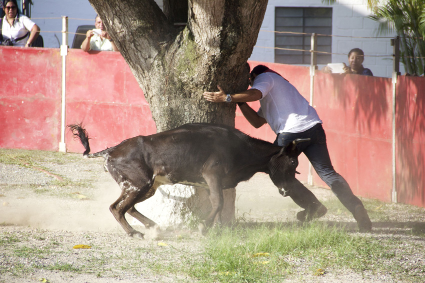 Las vaquillas, revolucionadas