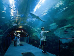 Un niño observa los tiburones en el tunel del Aquarium de Donostia