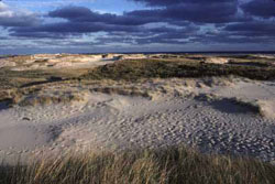 Dunas de arena azotadas por el viento componen el paisaje de la inhóspita Sable Island 