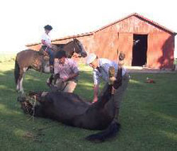 La cría y doma de caballos, una pasión familiar (foto J.Iarussi)