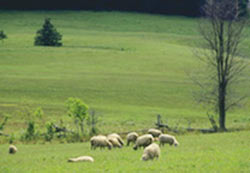 Ovejas de raza latxa pastando en una colina cualquiera de una comarca cualquiera de la Euskal Herria atlántica (foto Oñatiko Artzain Eskola-Escuela de Pastores de Oñati)