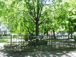 Retoño del Árbol de Gernika situado a una cuadra de la municipalidad de Mar del Plata,  en la Plaza de San Martín de la ciudad (foto euskalkultura.com)