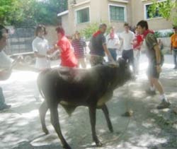 El astado en los 'corrales del gas', versión Caracas