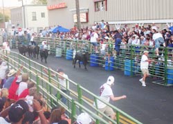 Un momento del encierro el pasado viernes en el seno de las Fiestas Vascas de la ciudad norteamericana de Elko (foto euskalkultura.com)