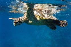 Jose Echeverria trabaja en la conservación de las tortugas marinas (foto S.Hurley)