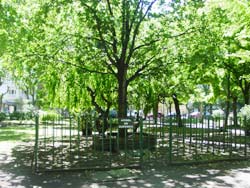 Retoño del Arbol de Gernika ubicado en la Plaza San Martín de Mar del Plata (foto EuskalKultura.com)