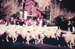 Thousands of sheep make their way down Main Street in Ketchum for the festival.  Photograph courtesy: Steve Platzer, Trailingofthesheep.org