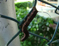 Detalle de uno de los gusanos de mariposa que han atacado la sede vasca caraqueña (foto Eusko Etxea)