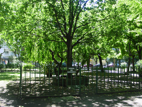 Retoño del Arbol de Gernika de la Plaza San Martín de Mar del Plata (foto EuskalKultura.com)