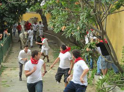 Imagen del encierro de Eusko Etxea de Caracas, cuando las vaquillas todavía seguían dentro del circuito. Después, apenas hubo tiempo para sacar más fotos (imagen CaracasEE)