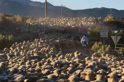 Tres generaciones de los Borda, originarios de la localidad bajonavarra de Bidarrai, han sido ovejeros en Nevada (foto The Last Sheepherder)
